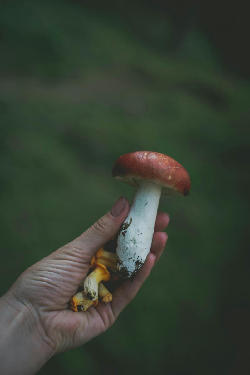 chanterelle mushroom