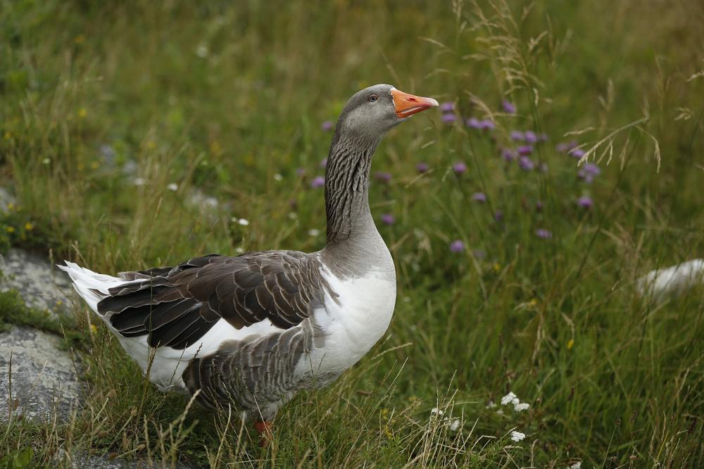 roasted goose