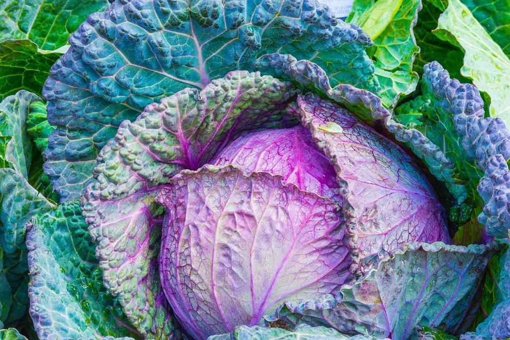 blue cabbage-a84bd3c655f144d690460b3deda87356.jpg blue cabbage