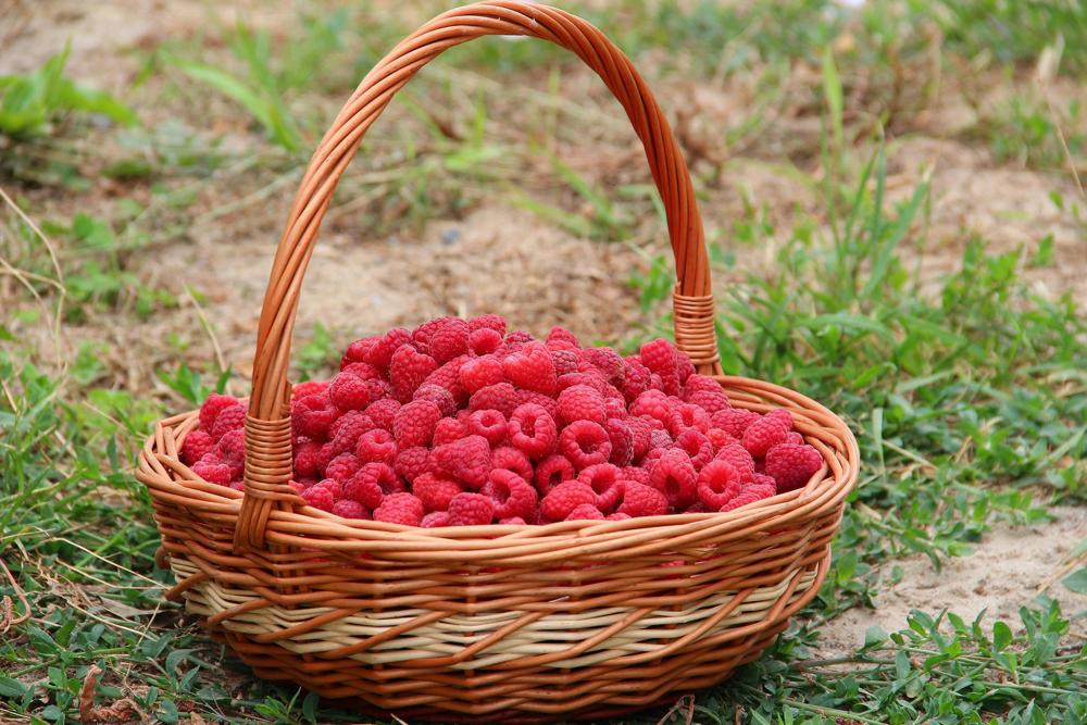 fresh raspberries