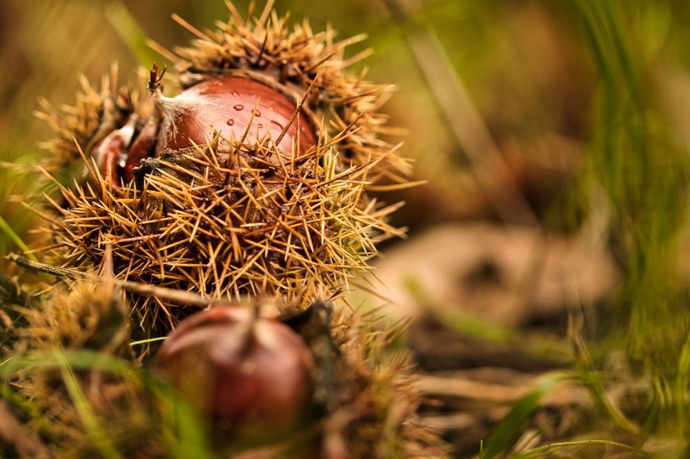 cooked chestnuts